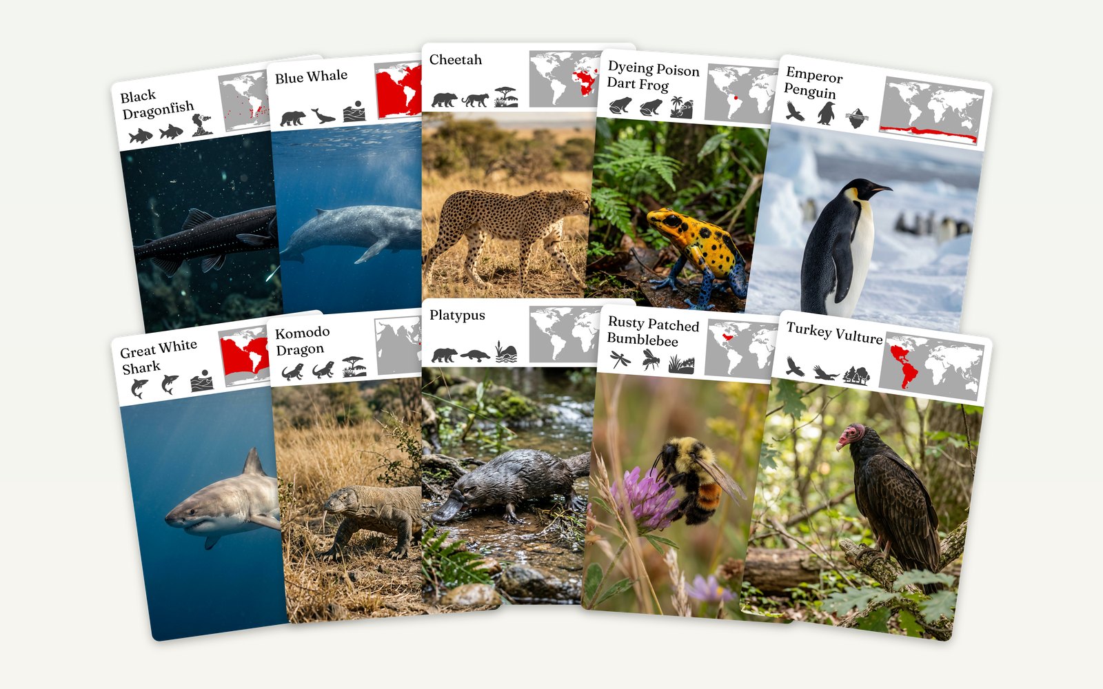 A fan of ten wildlife cards: black dragonfish, blue whale, cheetah, dyeing poison dart frog, emperor penguin, great white shark, Komodo dragon, platypus, rusty patched bumblebee and turkey vulture